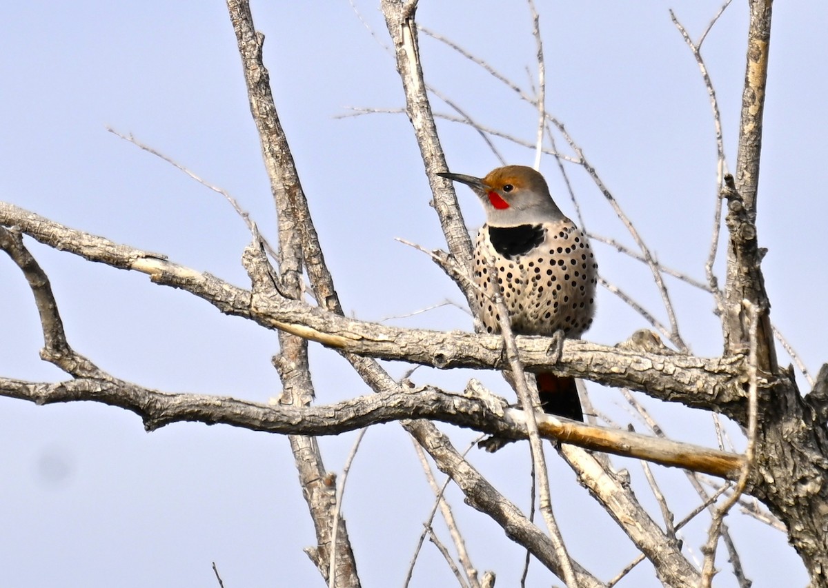Northern Flicker - ML646624175