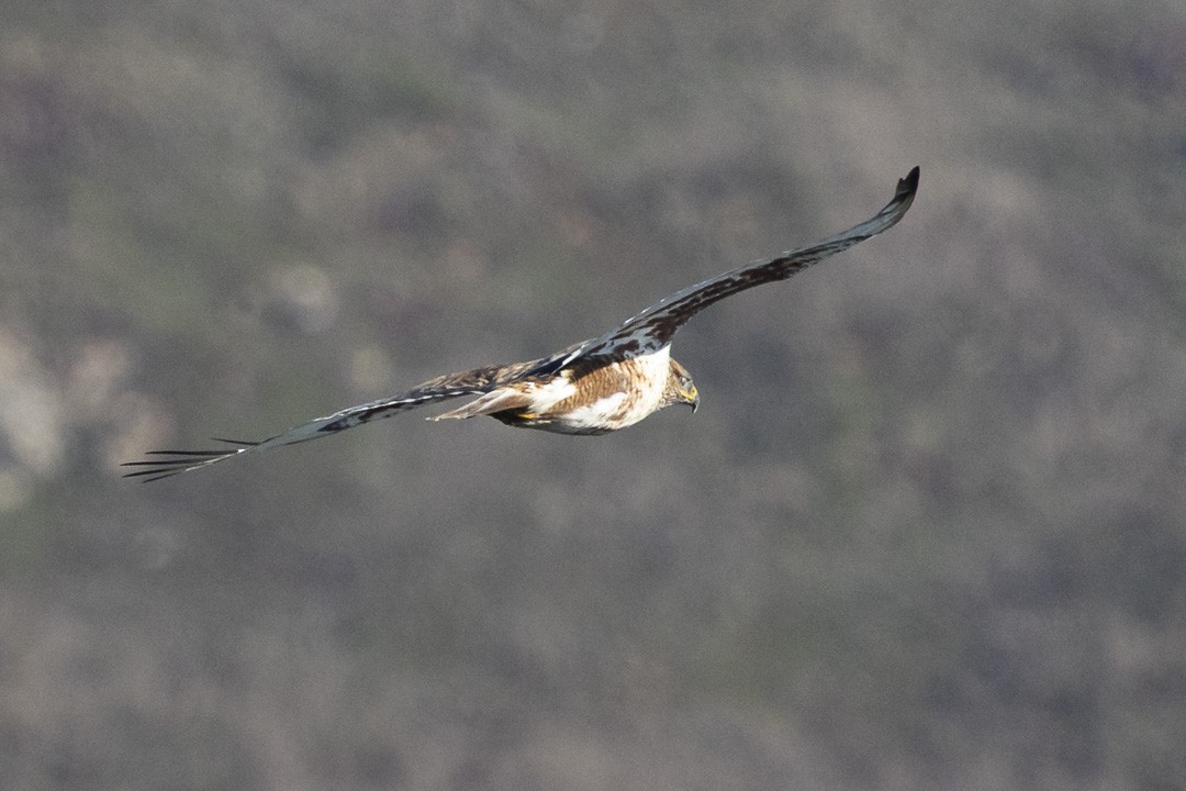 kongevåk - ML646624176