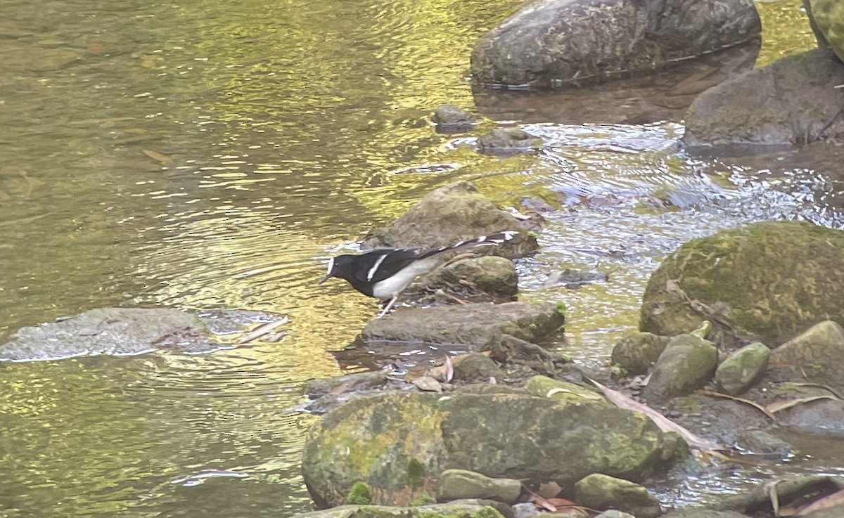 White-crowned Forktail - ML646624179