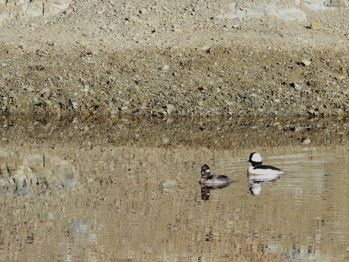 Ak Yanaklı Ördek - ML646624180