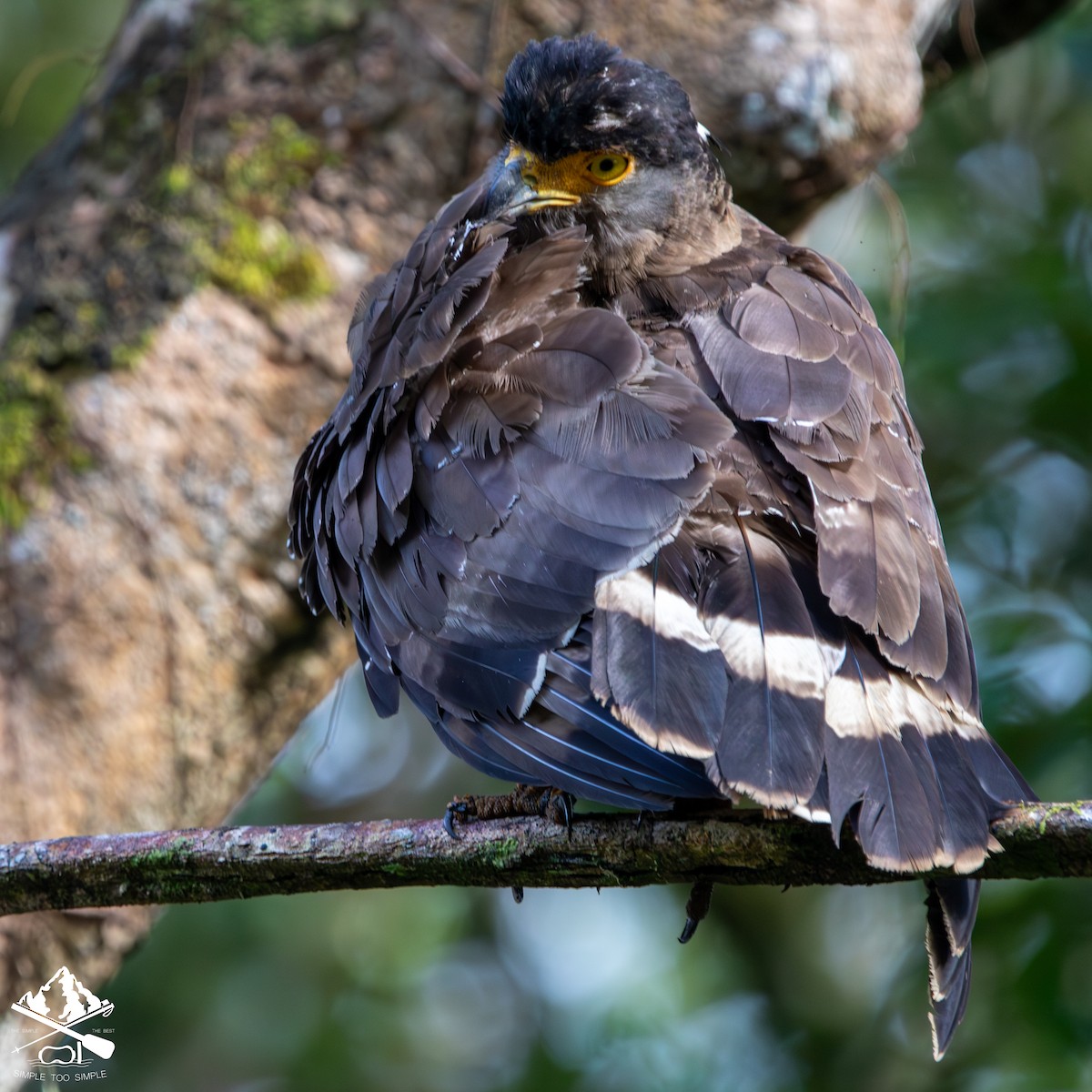 Haubenschlangenadler - ML646624194