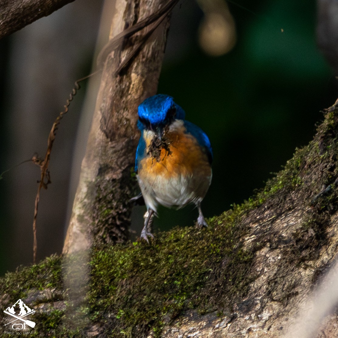 Malaysian Blue Flycatcher - ML646624197