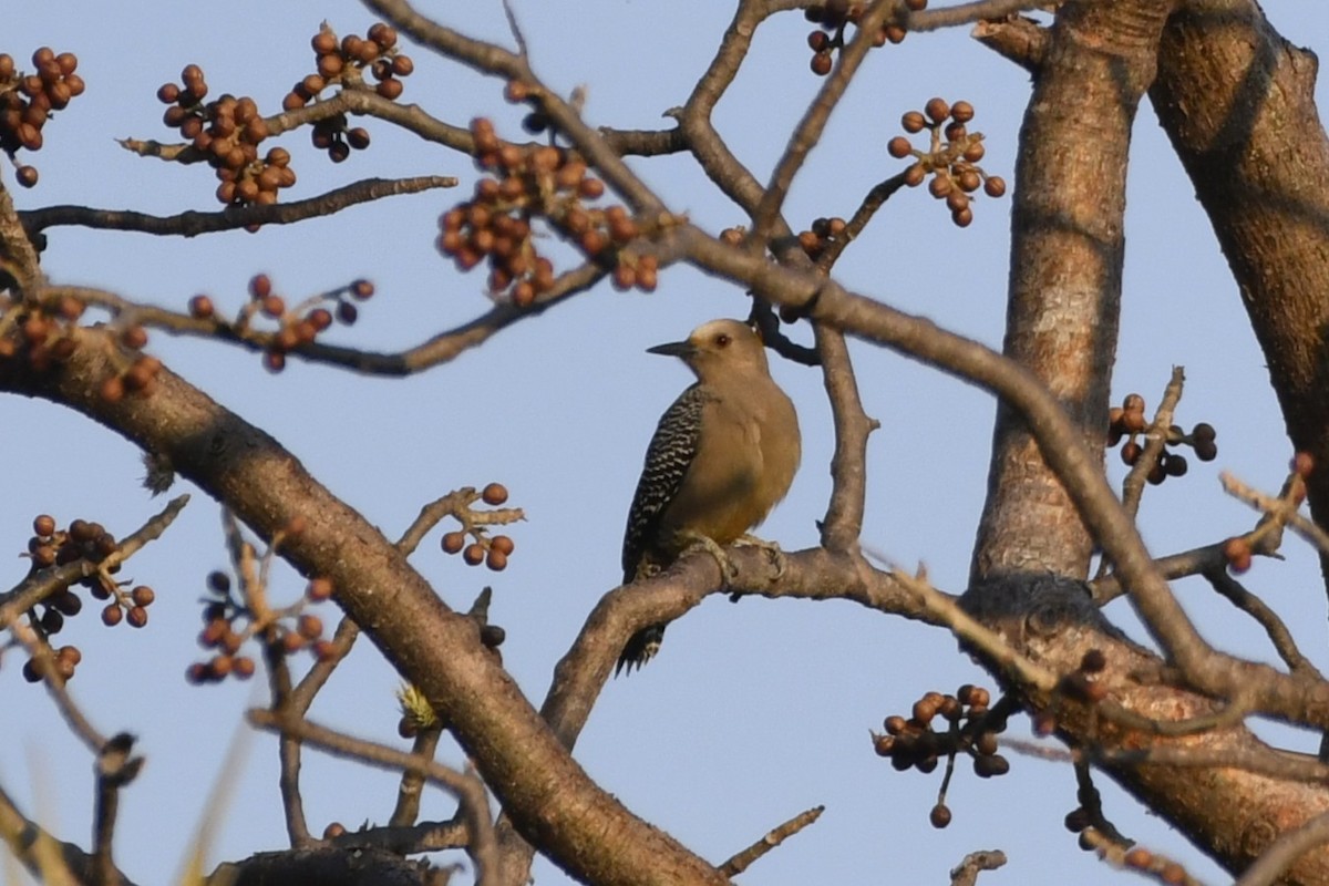 Golden-fronted Woodpecker - ML646624198
