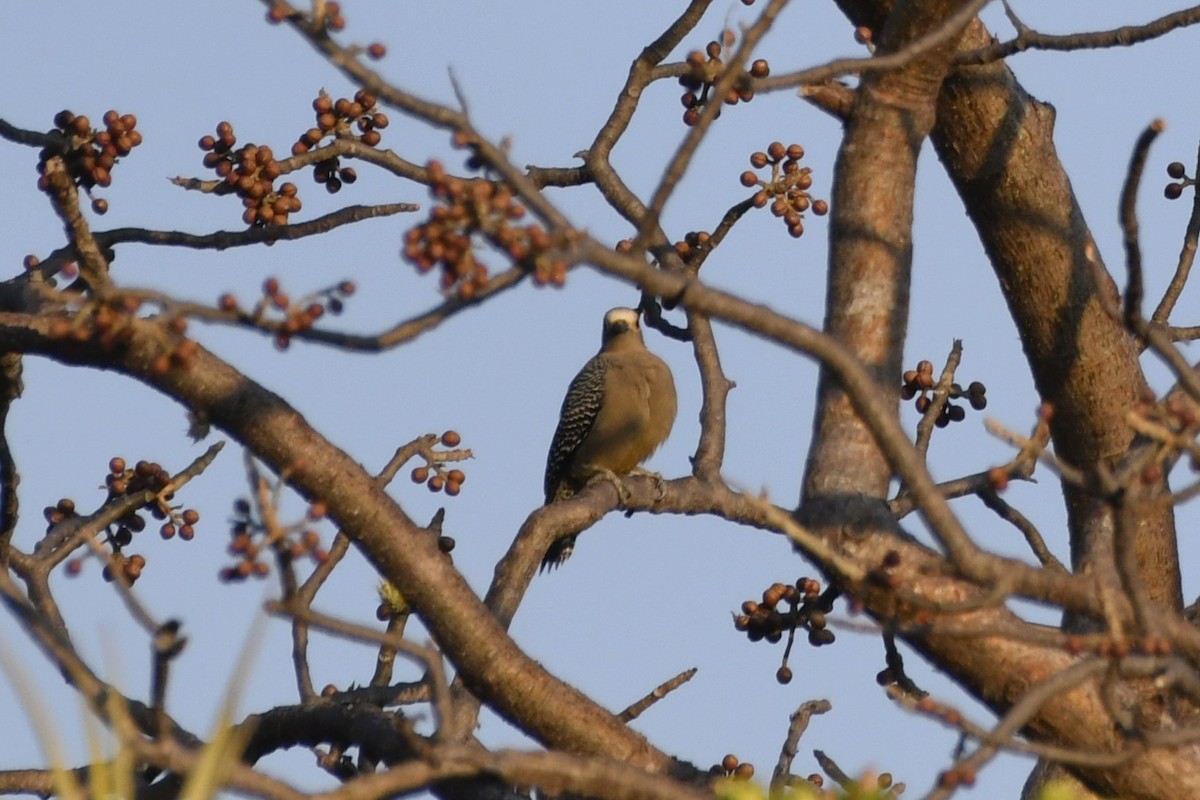Golden-fronted Woodpecker - ML646624199