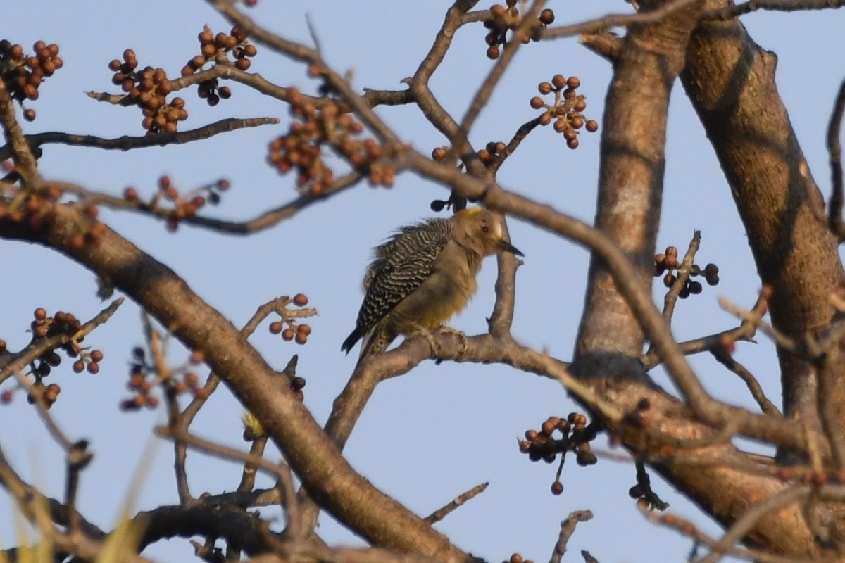 Golden-fronted Woodpecker - ML646624200