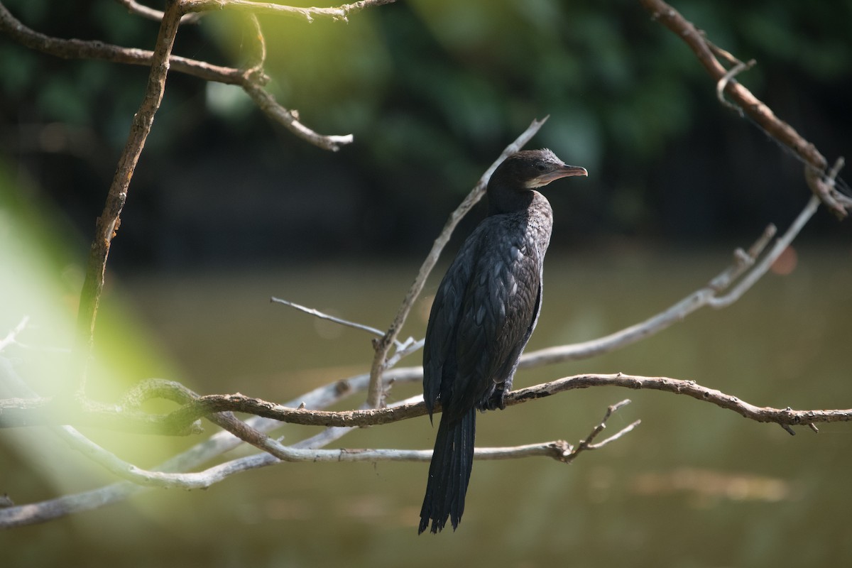 Little Cormorant - ML646624203