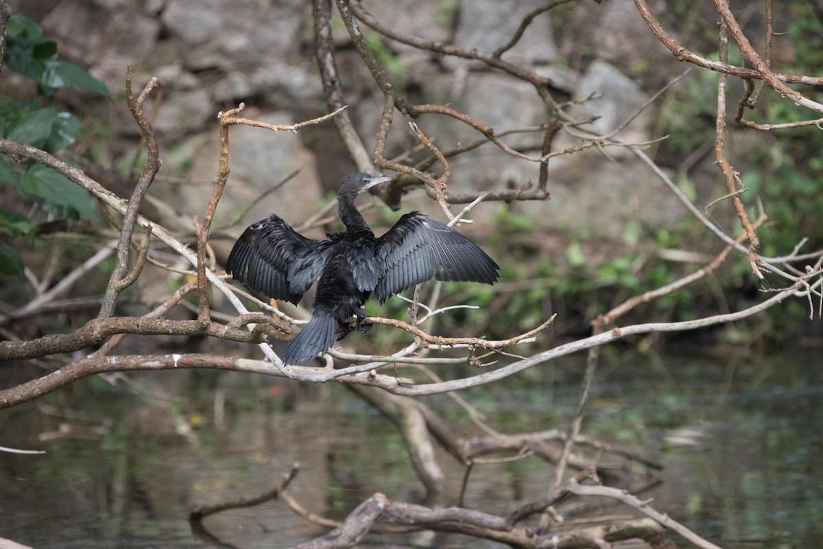 Little Cormorant - ML646624204