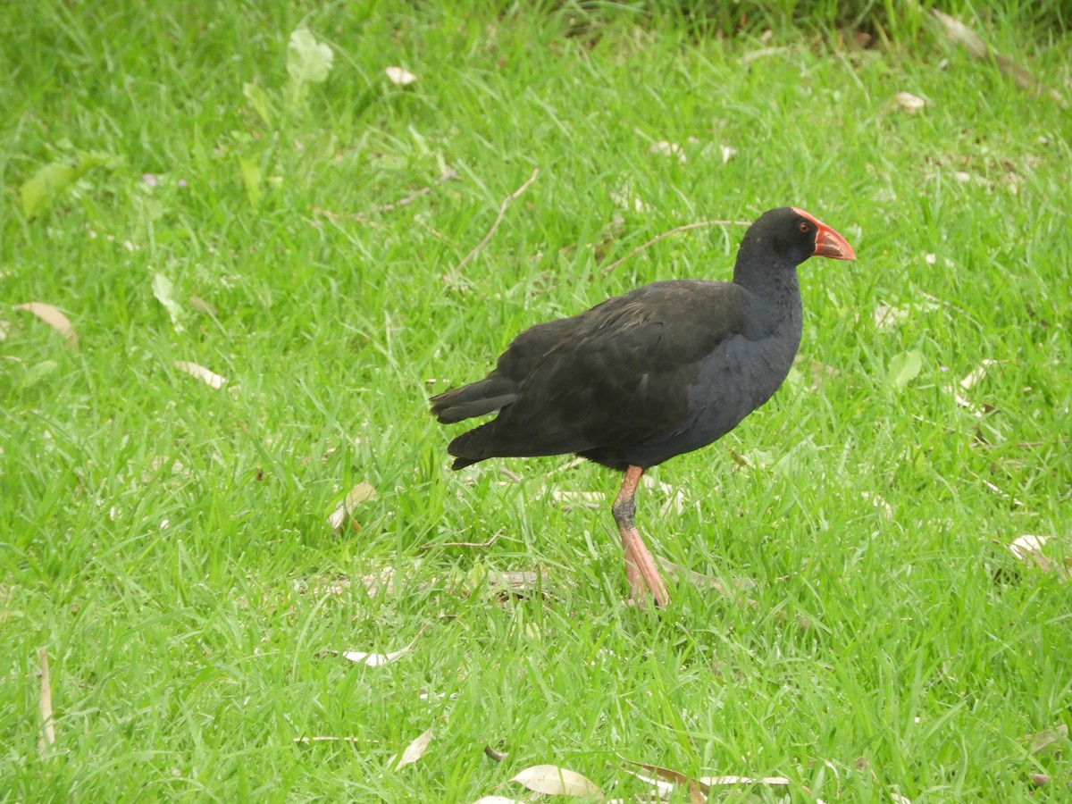 Australasian Swamphen - ML646624207
