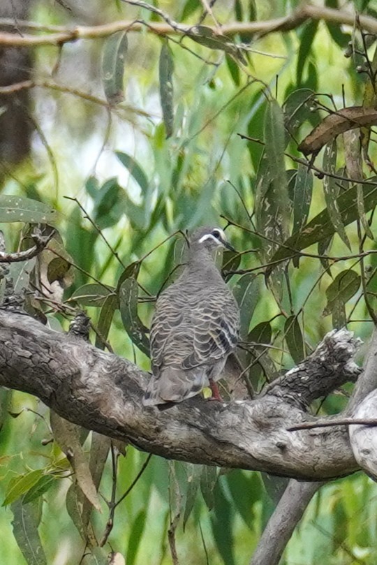 Common Bronzewing - ML646624209