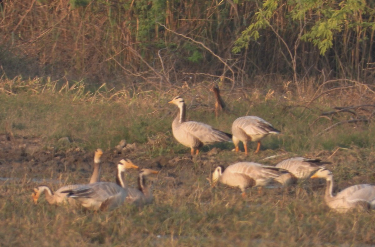 Oie à tête barrée - ML646624210