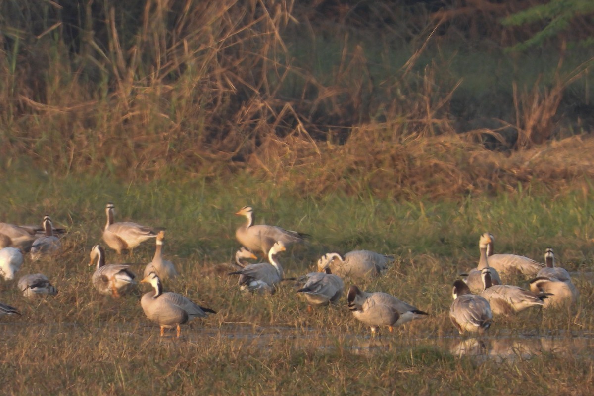 Oie à tête barrée - ML646624211