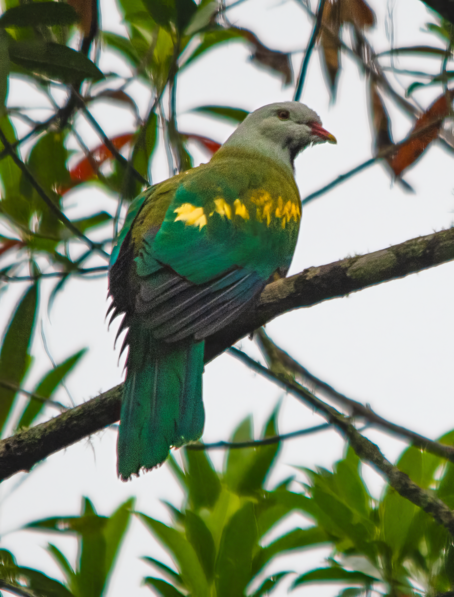 Wompoo Fruit-Dove - ML646624228