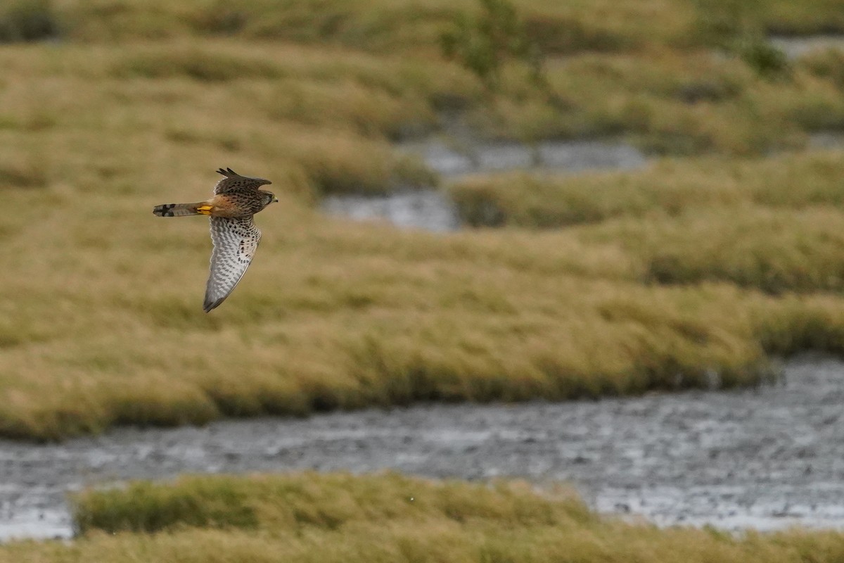 Eurasian Kestrel - ML646624229