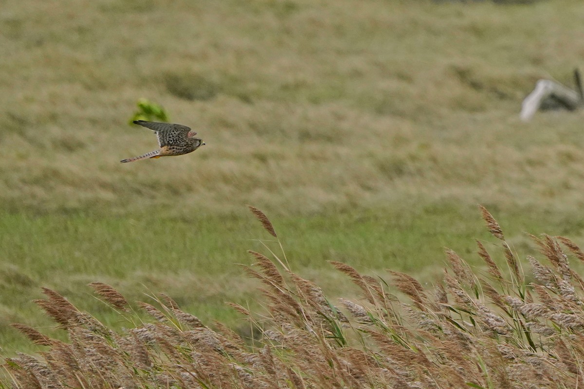 Eurasian Kestrel - ML646624230