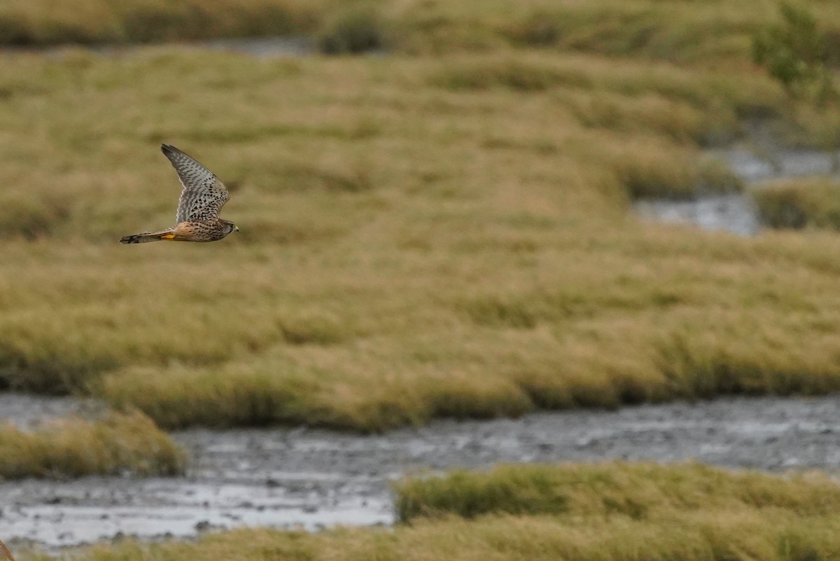 Eurasian Kestrel - ML646624231
