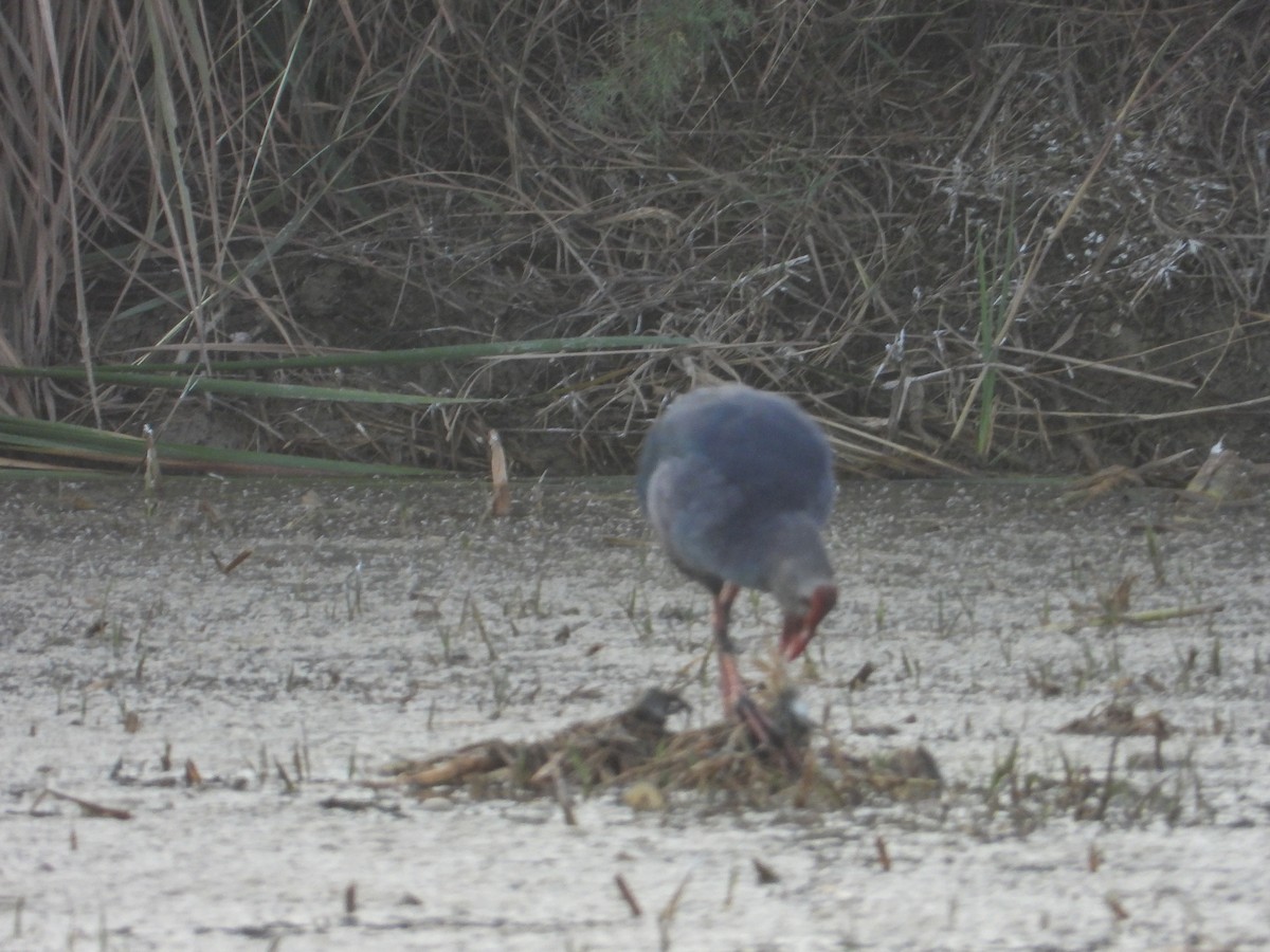 פורפיריה אפורת-ראש - ML646624232