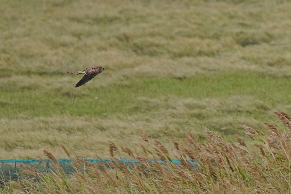 Eurasian Kestrel - ML646624233