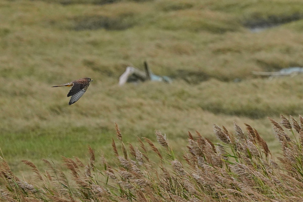 Eurasian Kestrel - ML646624234