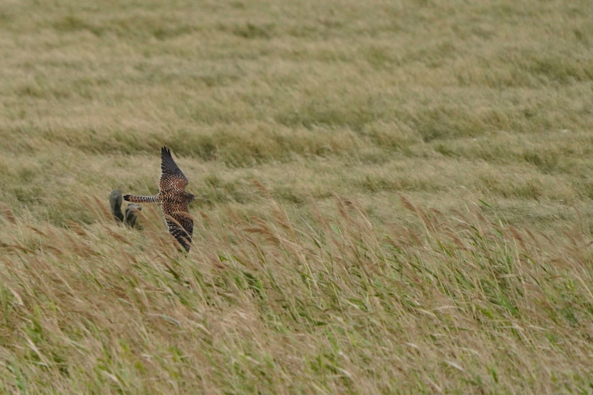 Eurasian Kestrel - ML646624235