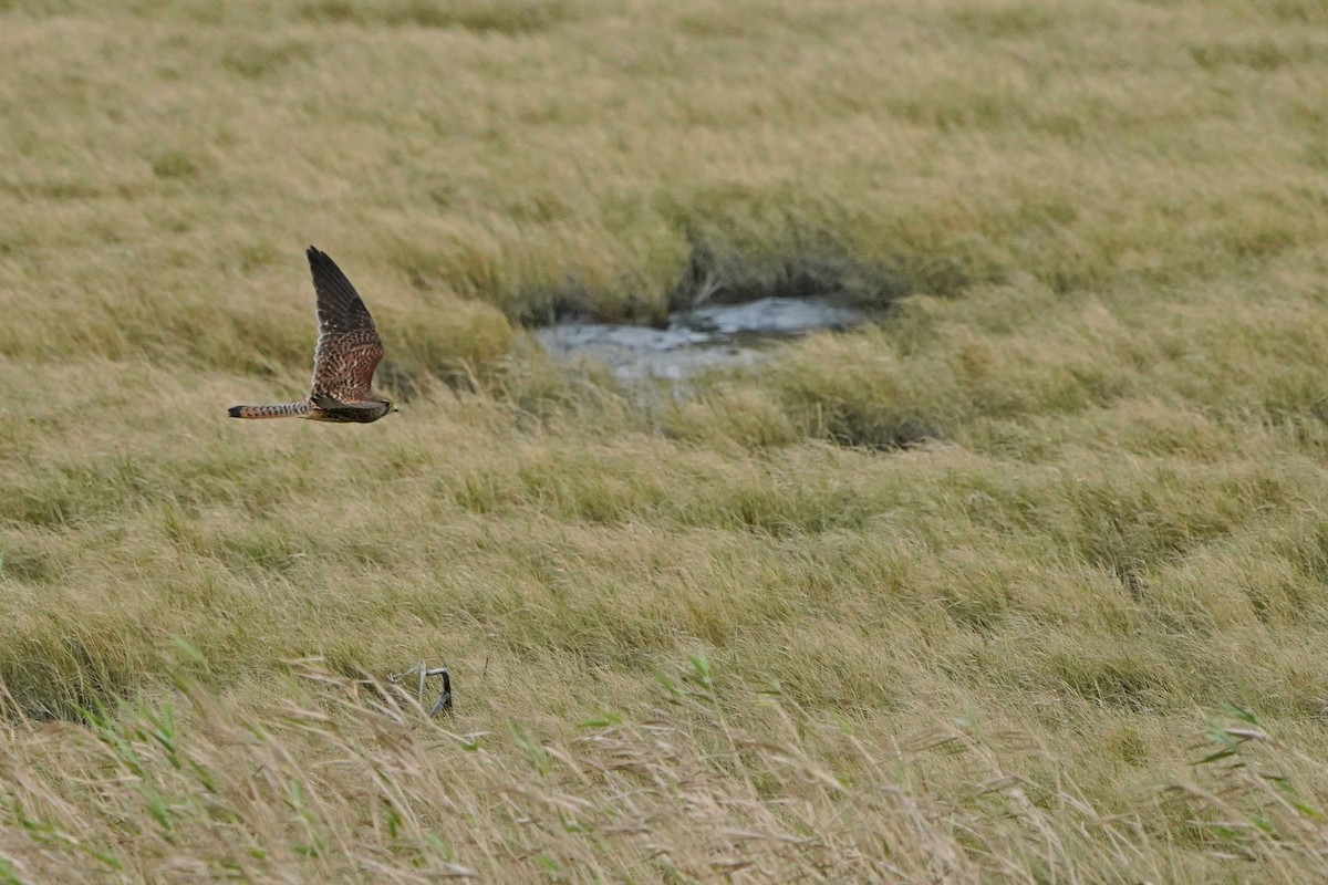 Eurasian Kestrel - ML646624236