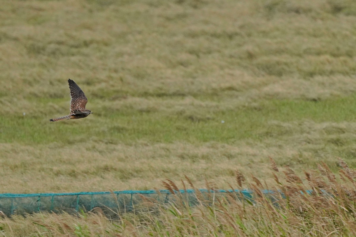 Eurasian Kestrel - ML646624237