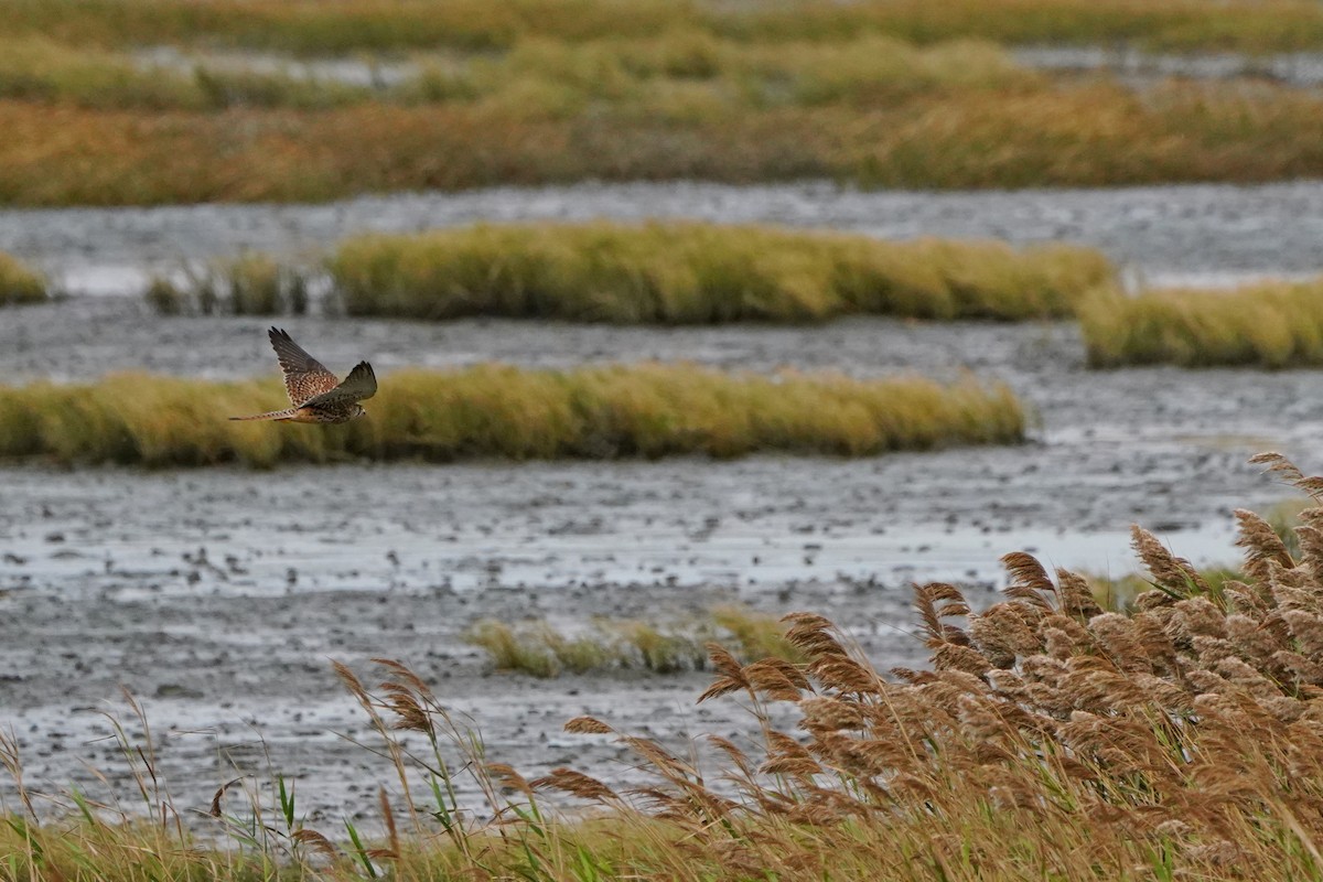 Eurasian Kestrel - ML646624238
