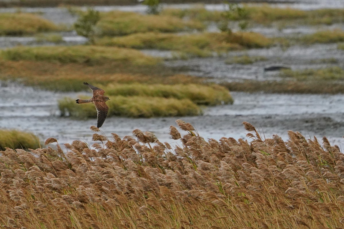 Eurasian Kestrel - ML646624239