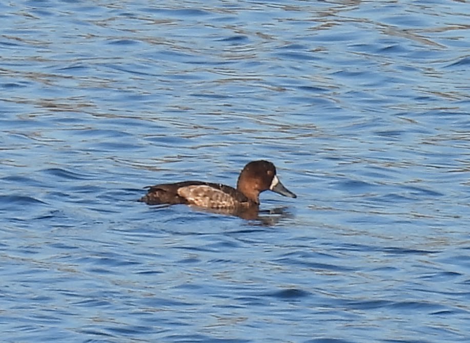 小斑背潛鴨 - ML646624242