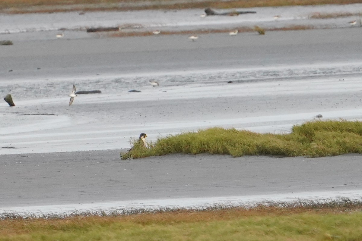 Peregrine Falcon - ML646624245