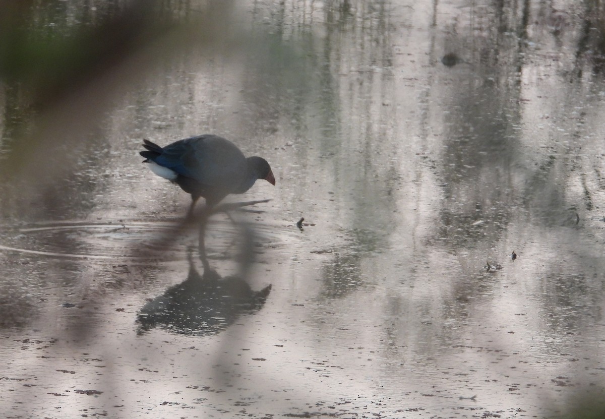 פורפיריה אפורת-ראש - ML646624249