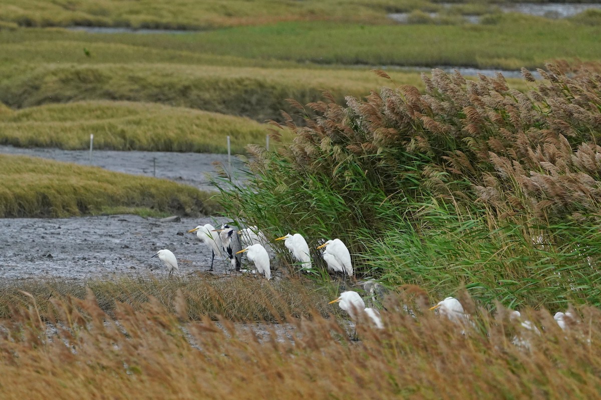 Great Egret - ML646624251