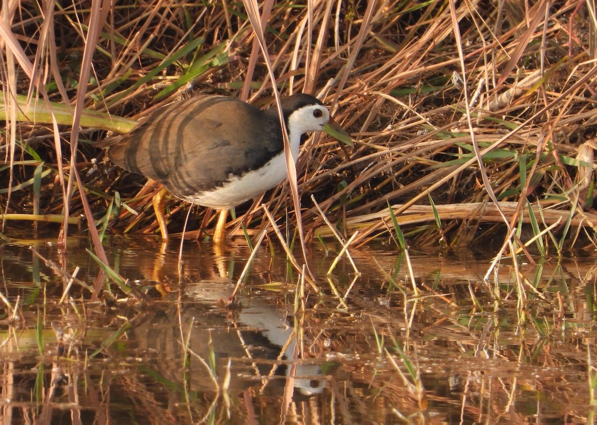 סופית לבנת-חזה - ML646624254