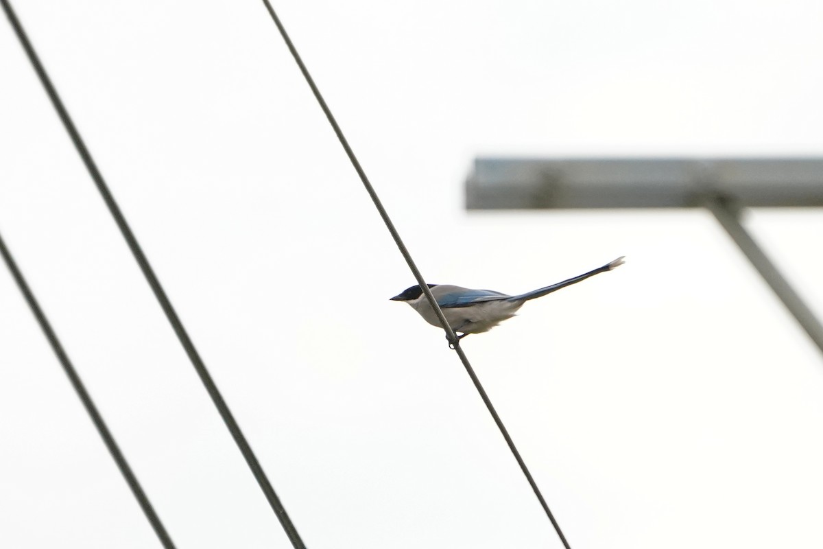 Azure-winged Magpie - ML646624259