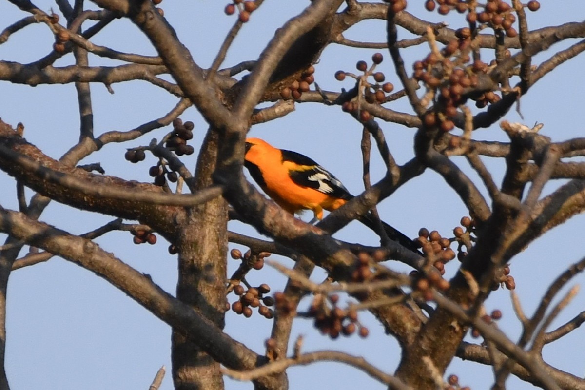 Altamira Oriole - ML646624266