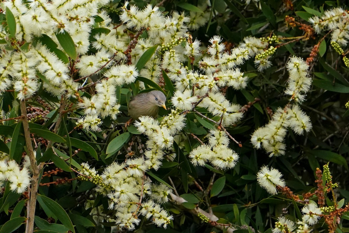 Chestnut-tailed Starling - ML646624268