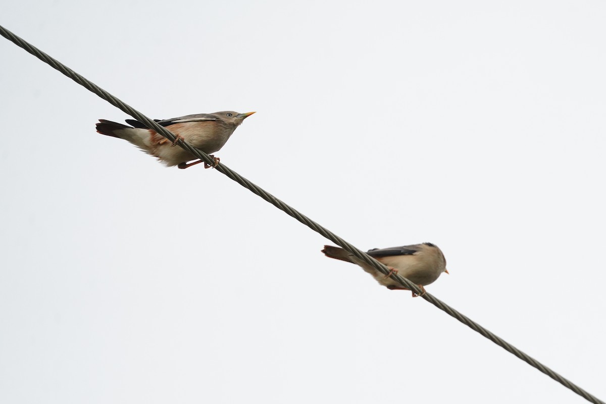 Chestnut-tailed Starling - ML646624269