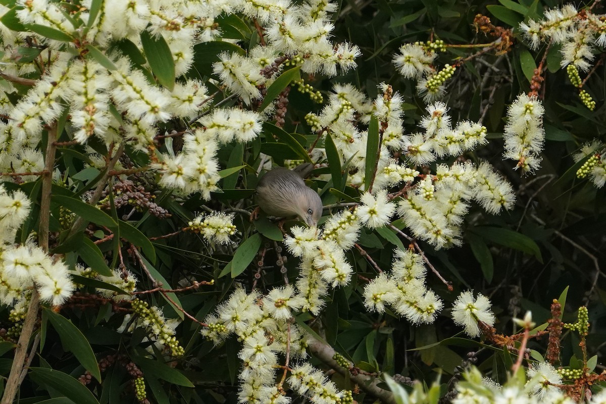 Chestnut-tailed Starling - ML646624270