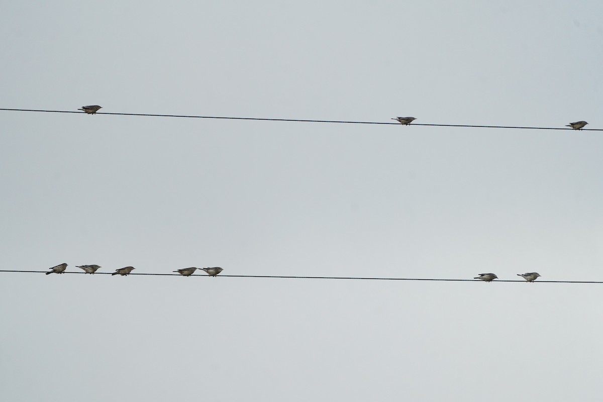 Chestnut-tailed Starling - ML646624271