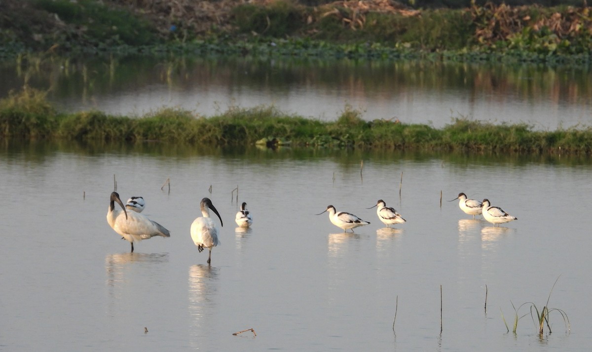 Kılıçgaga - ML646624273