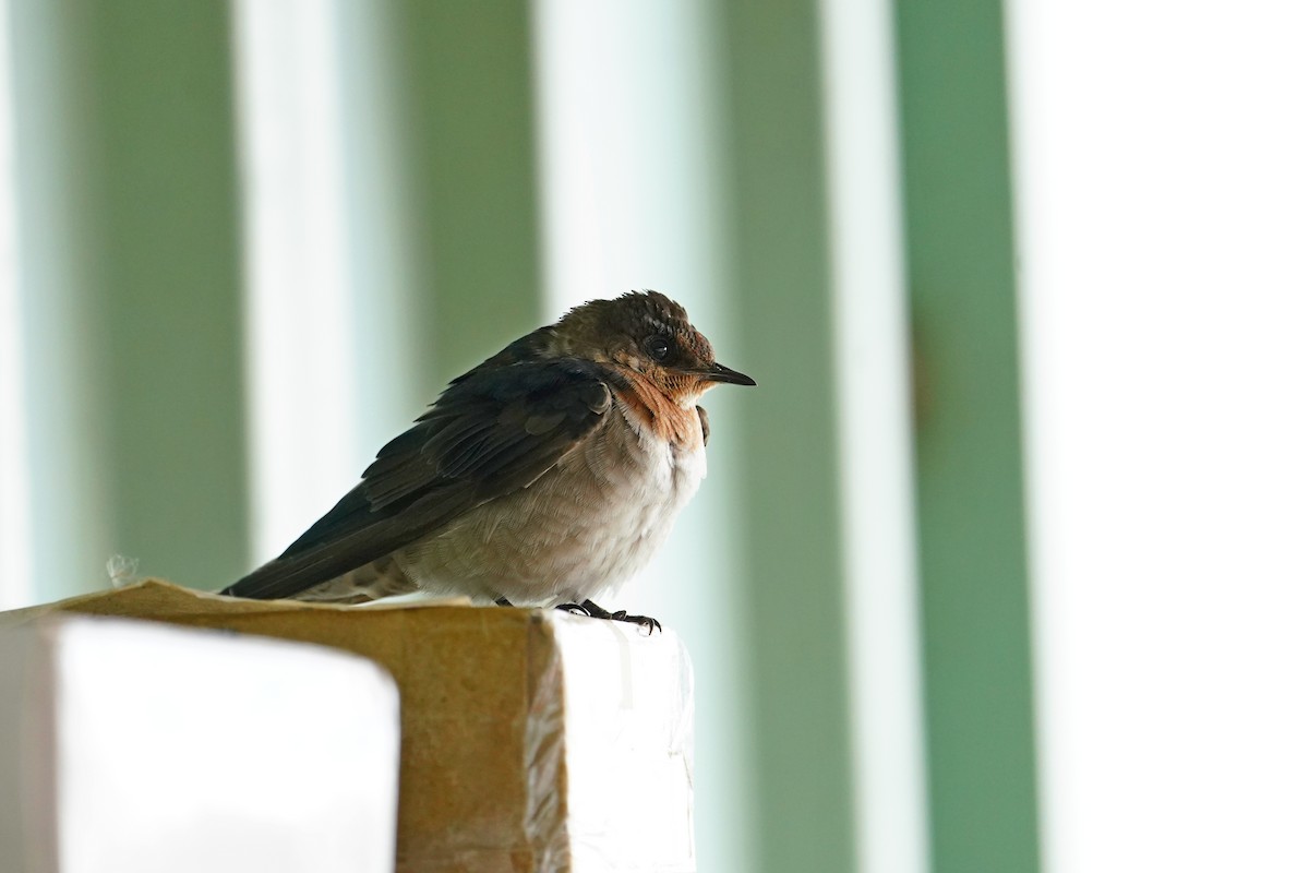 Pacific Swallow - ML646624274