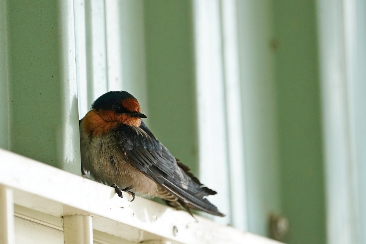 kystsvale - ML646624275