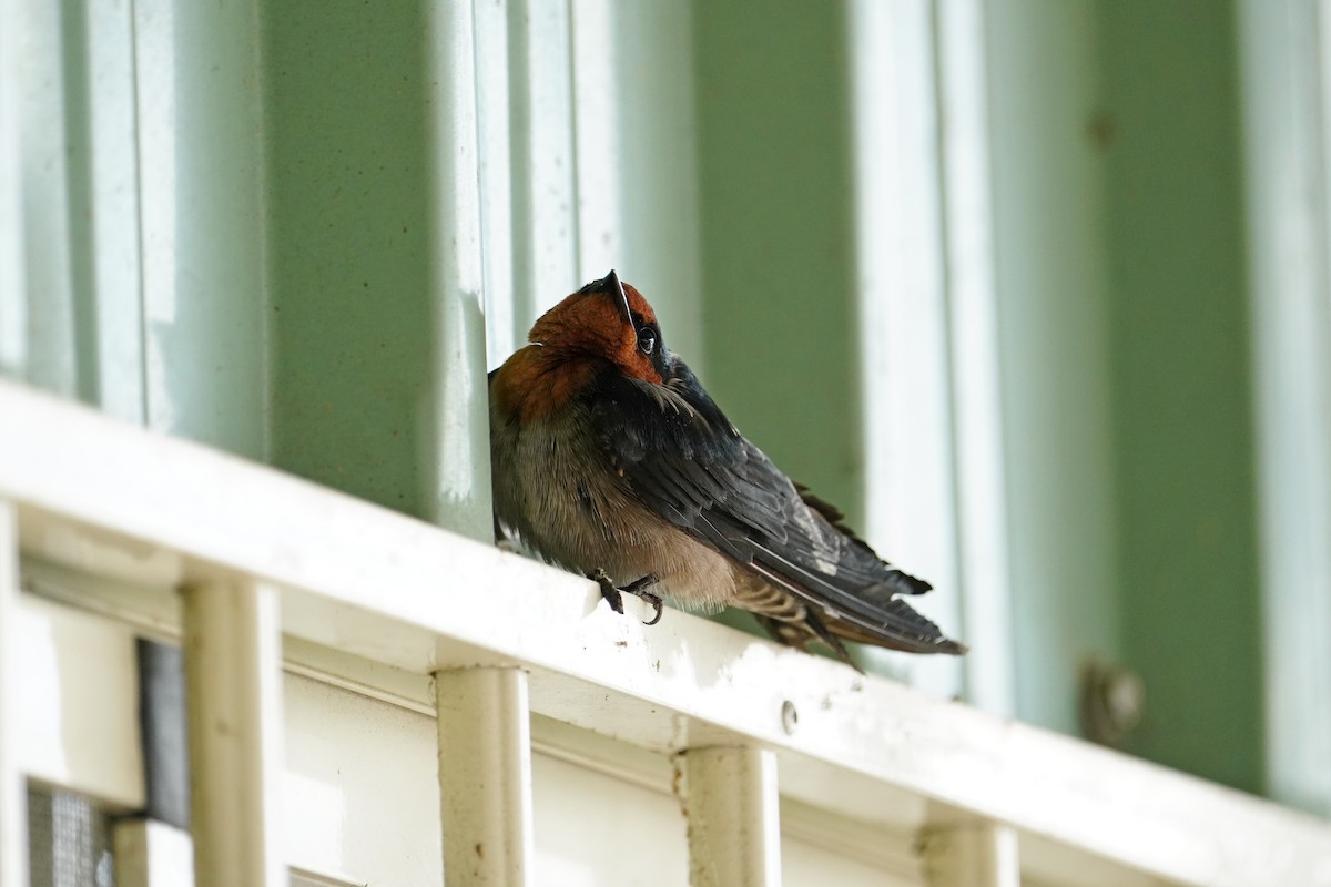 Pacific Swallow - ML646624276