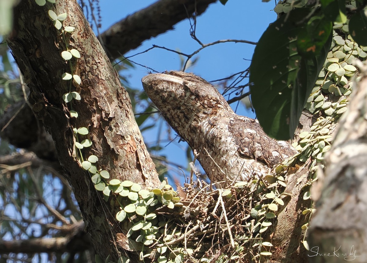 Papuan Frogmouth - ML646624282