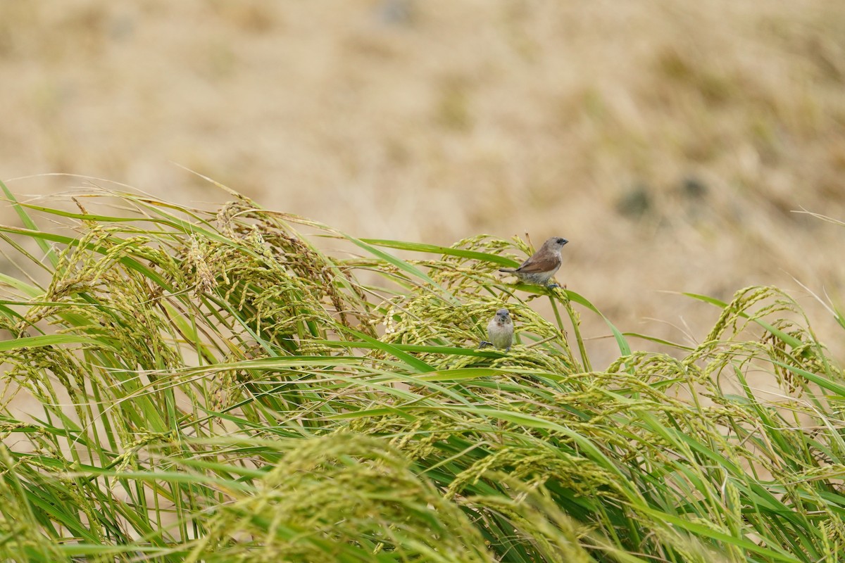 muskatnonne - ML646624291