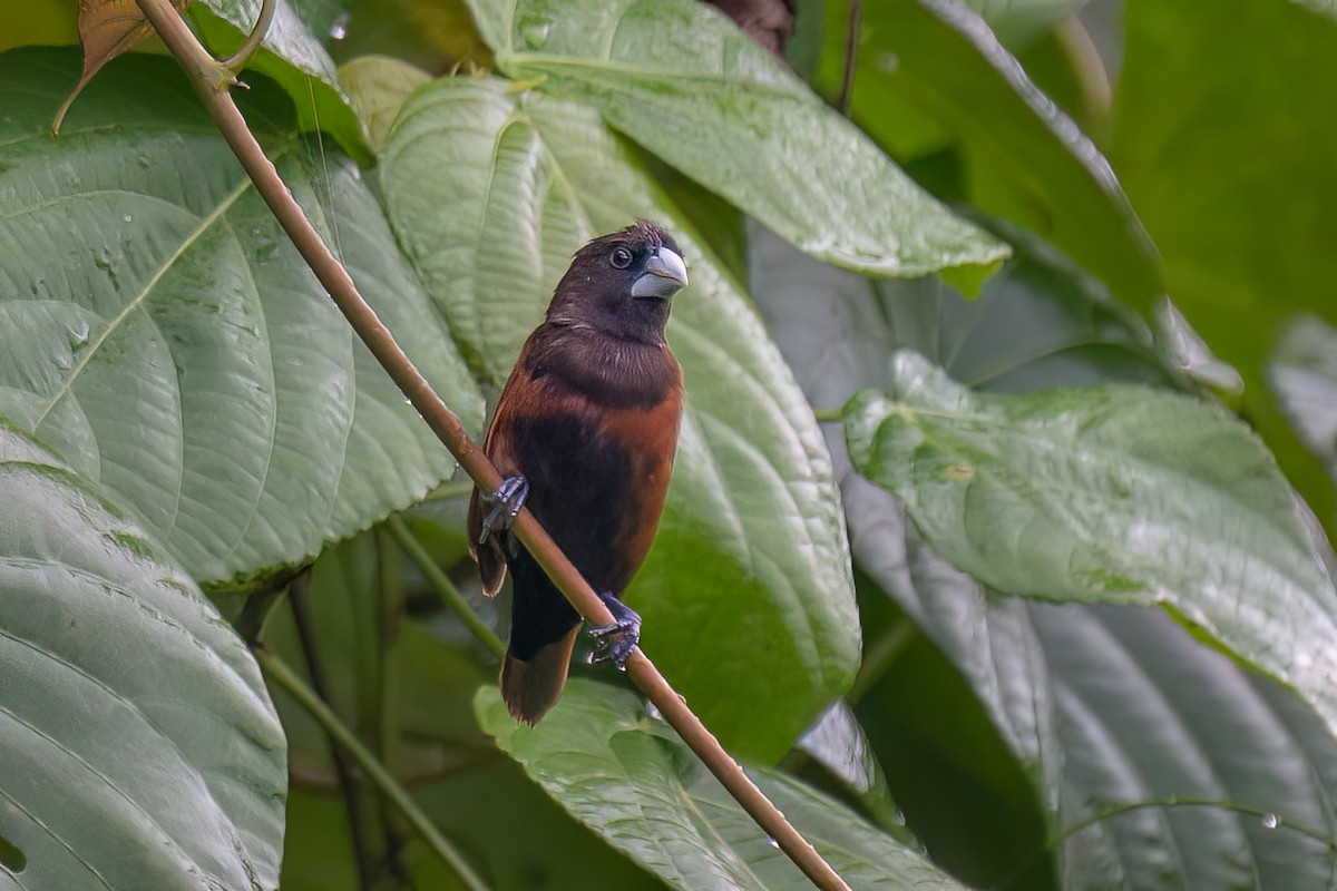 kastanjenonne - ML646624292