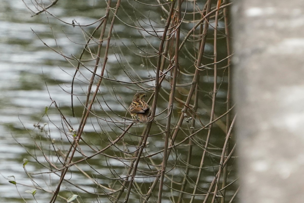 gråhodespurv - ML646624293