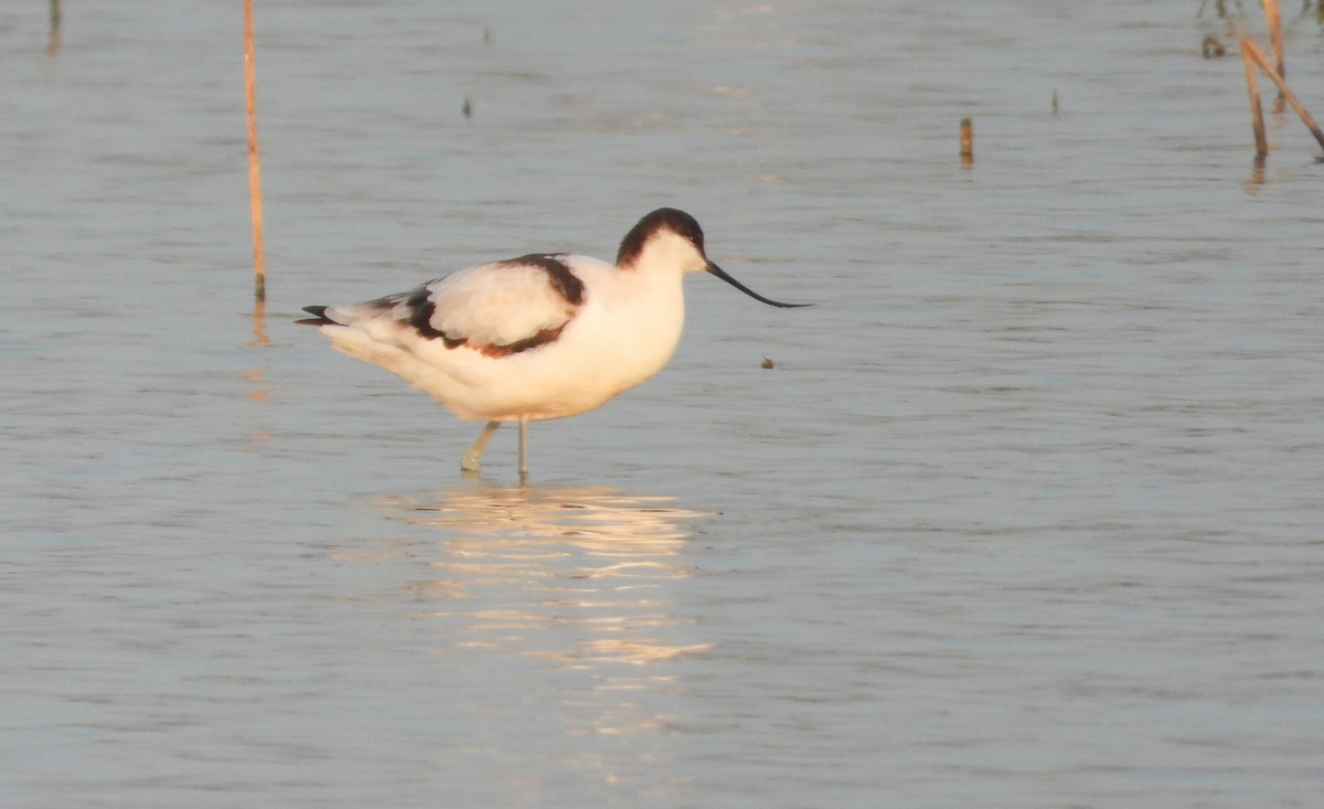 avosett - ML646624294