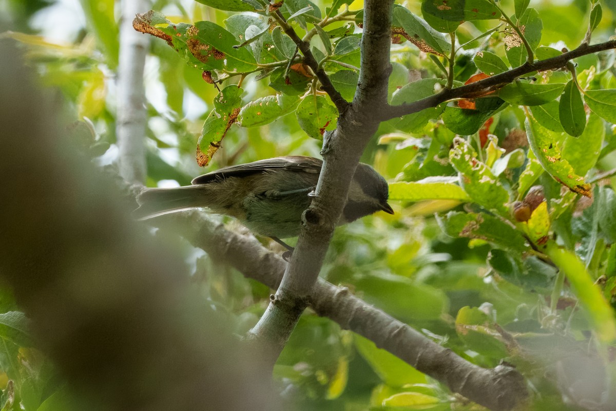 kastanjemeis - ML646624295