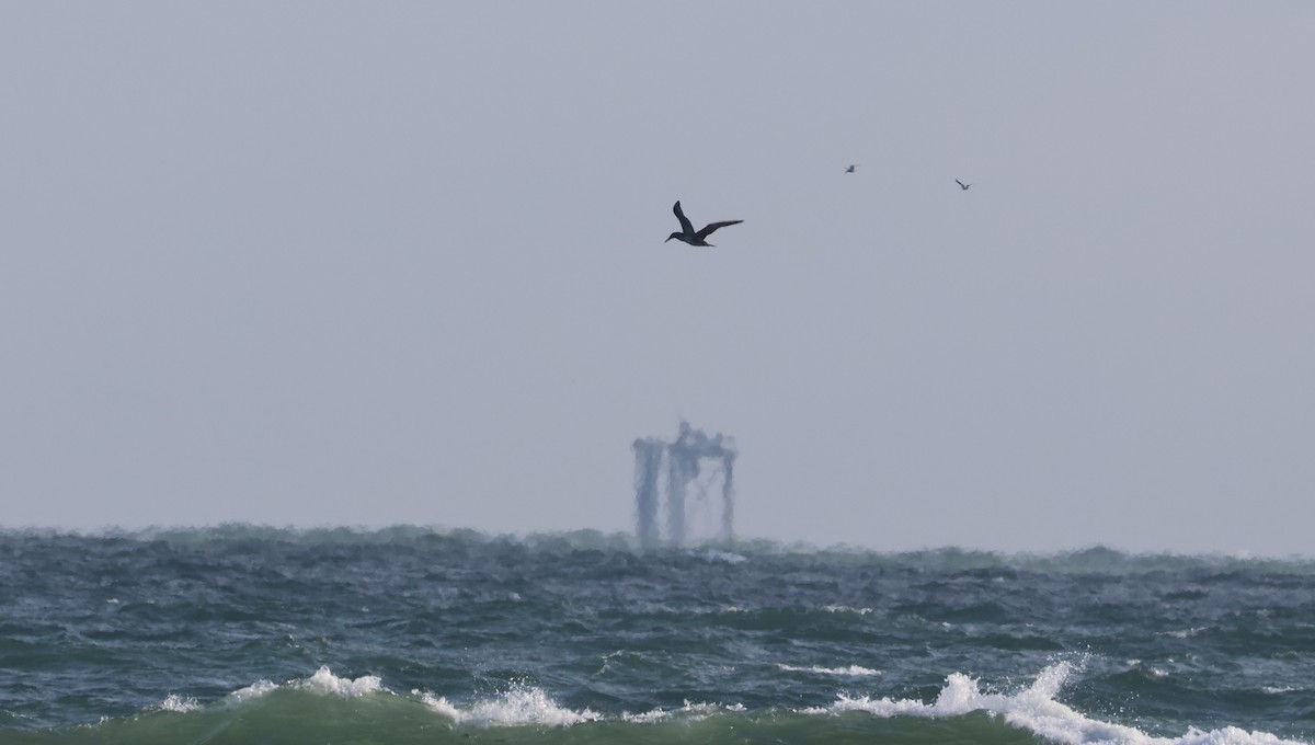 havsule - ML646624296