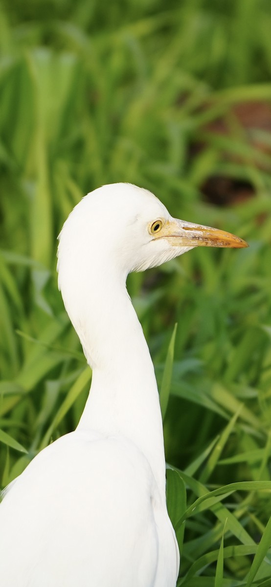 bøffelhegre - ML646624297